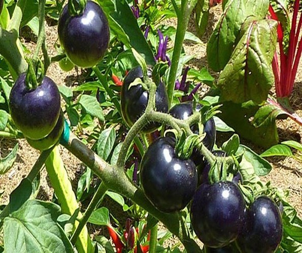 Cà chua đen là một trong những giống cà chua độc lạ có ruột màu đỏ và vỏ màu đen tuyền đúng như tên gọi của nó. (Ảnh: Kienthuc.net)