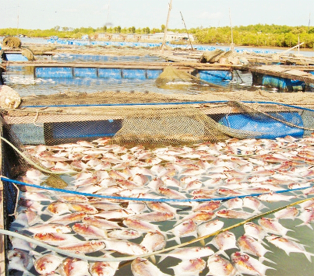 Cá nuôi lồng bè trên sông Chà Và liên tục chết hàng loạt do môi trường nước ô nhiễm.