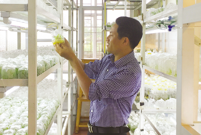 Công ty Đồng Chiêm nghiên cứu thành công phương pháp trồng nghệ bằng nuôi cấy mô.