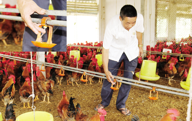 Ông Điền lắp hệ thống nước uống tự động nhằm bảo đảm vệ sinh cho gà.