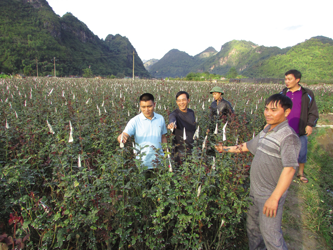 Vườn hoa cúc ứng dụng công nghệ cao ở bản Panh, xã Chiềng Xôm cho năng suất và chất lượng tốt.