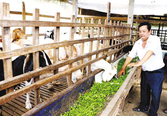 Mô hình nuôi dê từ phụ phẩm vỏ đậu nành ở Châu Thành, An Giang.