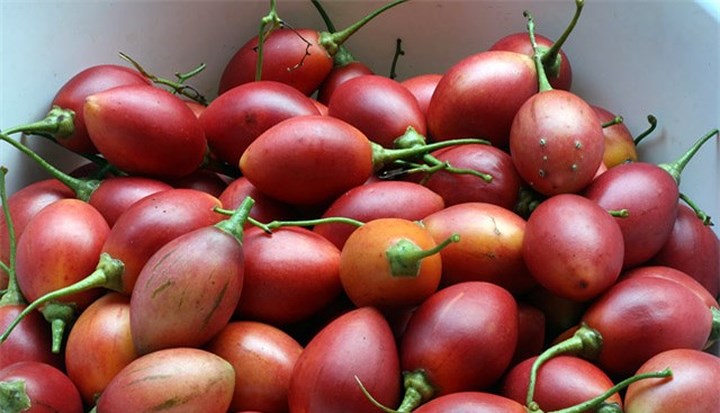 Cà chua thân gỗ có tên là Tamarillo được bán tại Việt Nam với giá khoảng 1 triệu đồng/kg. (Ảnh: Tintuconline)