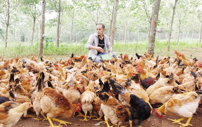 Trang trại tổng hợp trồng cao su, chăn nuôi gà thả vườn của anh Phạm Hữu Phương (Cam Nghĩa, Cam Lộ, Quảng Trị) cho thu nhập trên 200 triệu đồng/năm. Ngọc Vũ