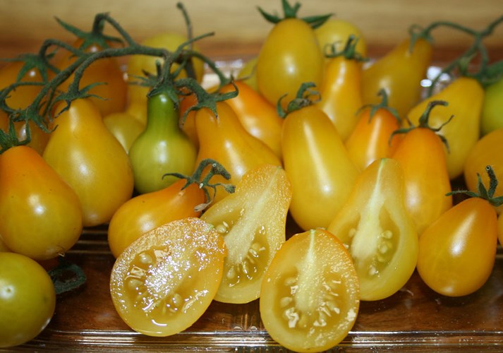 Cà chua lê vàng sở hữu hình dáng giống quả lê với màu vàng bắt mắt. (Ảnh: Internet)