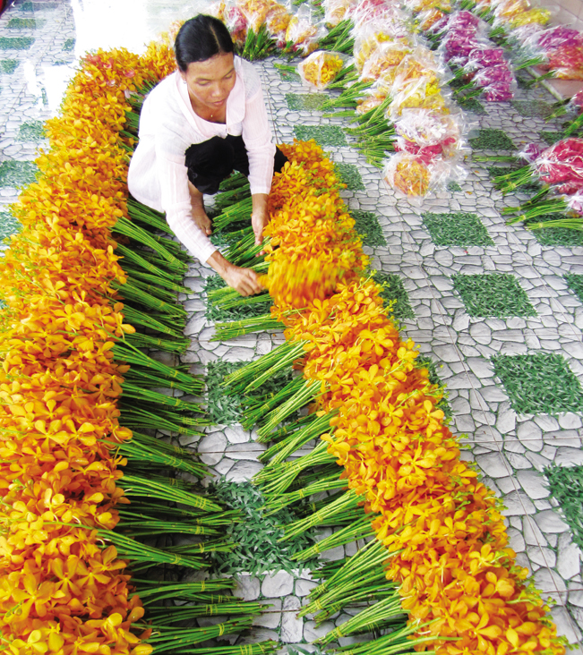 Công nhân đang phân loại, đóng gói hoa lan. Ảnh: HQ.