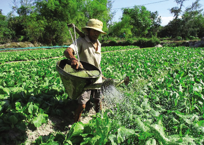 Phát triển làng nghề truyền thống trồng rau Hưng Mỹ đã giúp cho bà con nông dân ở Bình Triều nâng cao thu nhập, ổn định cuộc sống. TH.