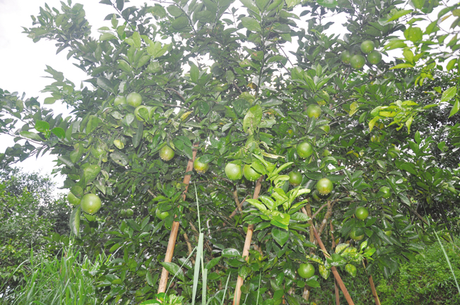 Các cây cam đặc sản sai trĩu quả tại vườn của bà Nhiên.