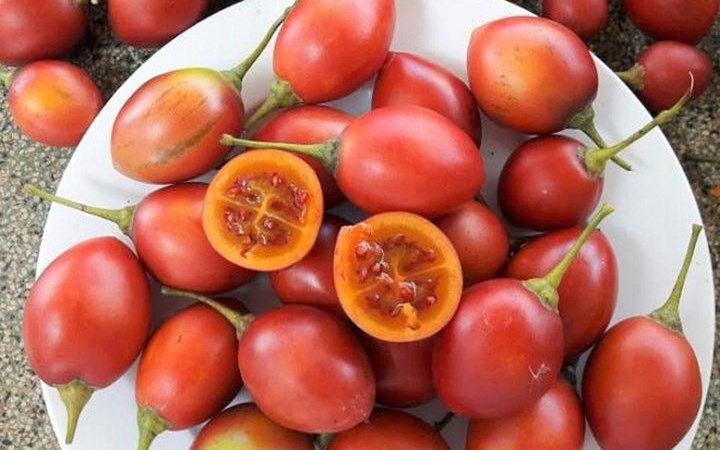 Cà chua thân gỗ ở nước ngoài có tên Tamarillo. (Ảnh: Nhịp sống kinh tế)