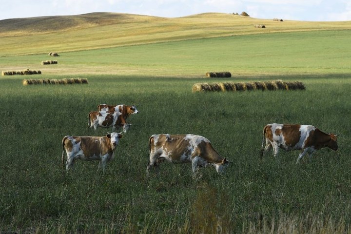 Nước Cộng hòa Khakassia ở Nam Siberia (thuộc Nga) với bạt ngàn cánh đồng cho gia súc.