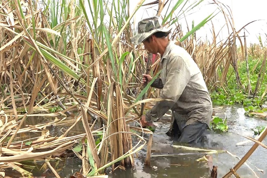 Nông dân Hậu Giang thu hoạch mía bị ngập trong nước lũ.