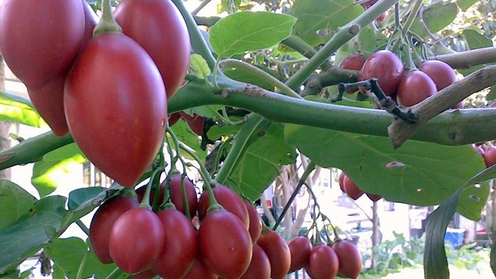 Loại cà chua này được quảng cáo là có công dụng tốt cho sức khỏe, thậm chí ngăn ngừa, phòng tránh ung thư. (Ảnh: Vietq.vn)