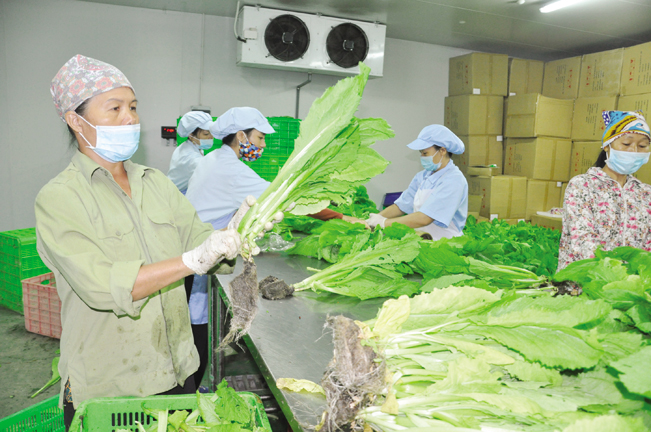 Công nhân tại VinEco thu hoạch, đóng gói sản phẩm rau mầm hữu cơ trước khi đưa ra thị trường.