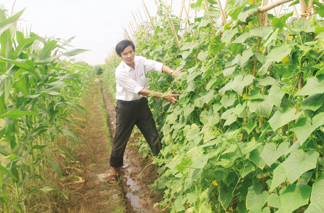 Ông Nguyễn Văn Hiệp cần mẫn chăm sóc vườn rau của gia đình.