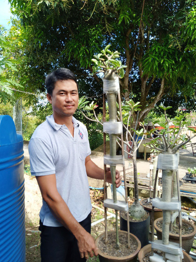 Đây là một cây sứ anh Phong kéo dài nhất, hiện chiều cao cây sứ này trên 1m. Anh đang tập trung nuôi cho phần thân to đều lên.