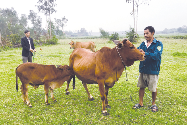 Nhờ nguồn vốn Quỹ HTND và vốn ưu đãi Ngân hàng CSXH, người dân trên địa bàn tỉnh Quảng Bình đẩy mạnh phát triển chăn nuôi bò lai. (Ảnh: Đức Thịnh)