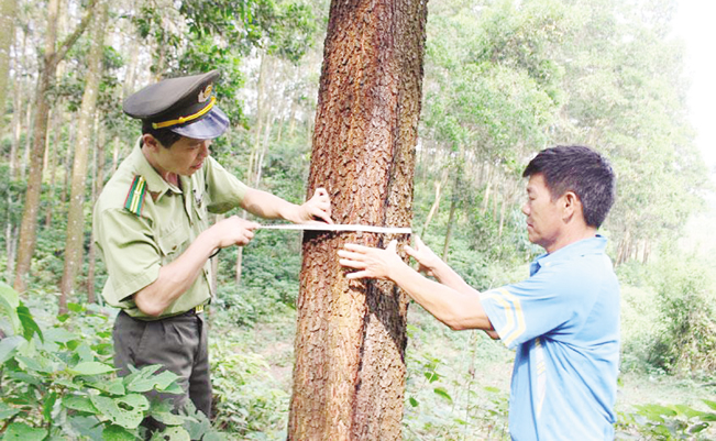 Cán bộ Hạt Kiểm lâm Yên Thế hướng dẫn người dân chăm sóc rừng gỗ lớn.