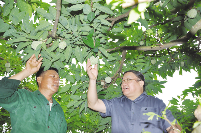 Cùng ngày 16.7, đồng chí Thào Xuân Sùng dẫn đầu đoàn đến thăm mô hình sản xuất na an toàn thực phẩm ứng dụng công nghệ cao tại xã Chi Lăng, huyện Chi Lăng (Lạng Sơn).