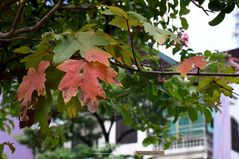 Năm 2017, hàng trăm cây phong lá đỏ đã được Công ty TNHH MTV Công viên cây xanh Hà Nội trồng thử nghiệm ở dải phân cách trên tuyến đường Nguyễn Chí Thanh, Trần Duy Hưng …