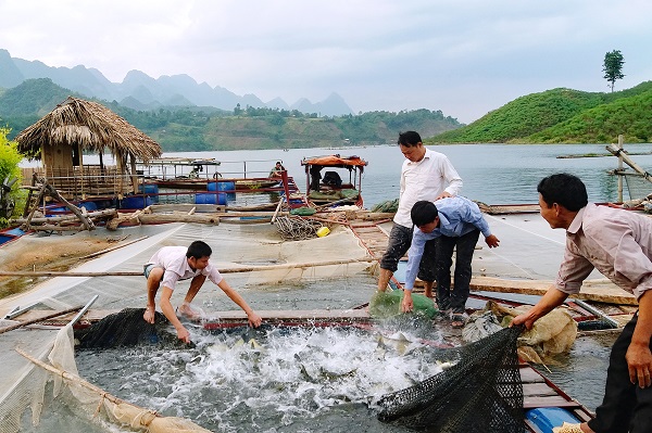 Mô hình nuôi cá lồng ở Chiềng Bằng.