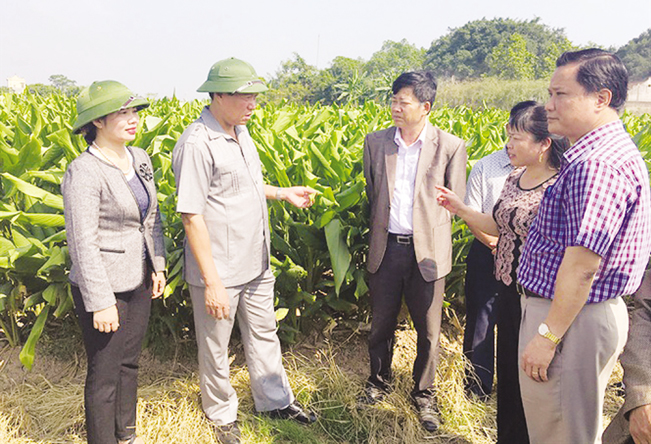 Bà Trần Thị Tuyết Hương - Chủ tịch Hội ND tỉnh Hưng Yên (ngoài cùng bên trái) và đoàn công tác thăm mô hình trồng nghệ tại xã Chí Tân. (Ảnh: Trần Hồ)