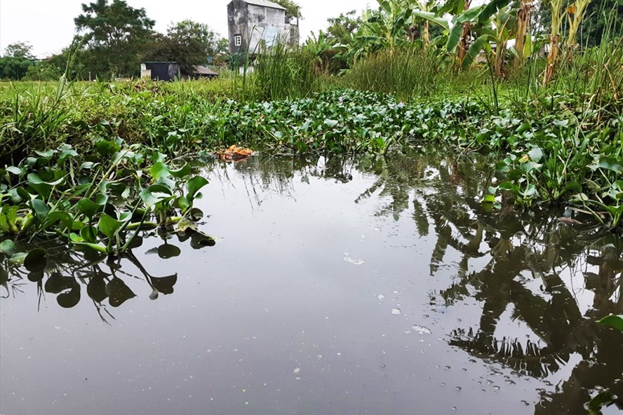 Trang trại chăn nuôi lợn của Công ty cổ phần lợn giống Dân Quyền.