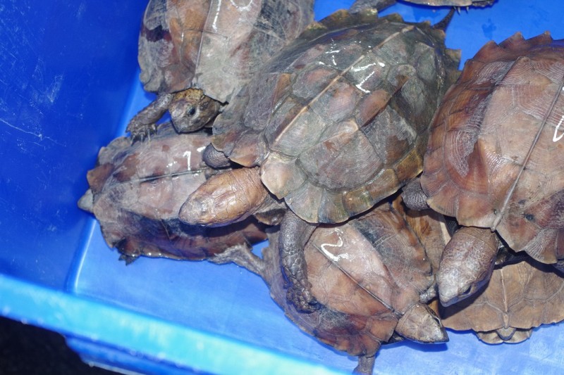 Các chuyên gia nhận định không thể gây nuôi thương mại rùa đầu to (nguồn ATP-IMC)