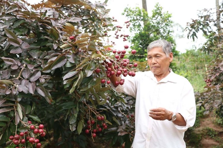 Cách đây khoảng 17 năm, ông Huy bất ngờ phát hiện 1 nhánh nhãn màu tím. Ông Huy cắt nhánh nhãn này mang đi trồng và kết quả, cây sinh trưởng và cho trái nhãn màu tím, rất đẹp. (Ảnh: Vietnamnet)