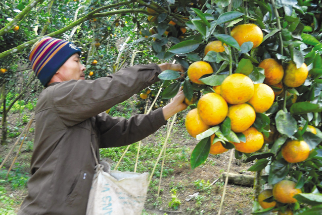 Hà Giang hiện có 59 hợp tác xã, tổ hợp tác trồng cam sành. I.T