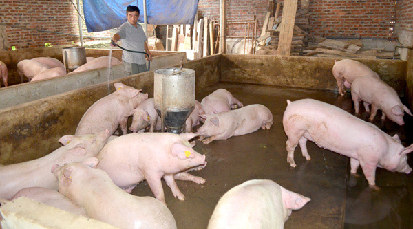 Giá lợn hơi đang có xu hướng giảm 2.000 - 3.000 đồng/kg. (Ảnh: I.T).