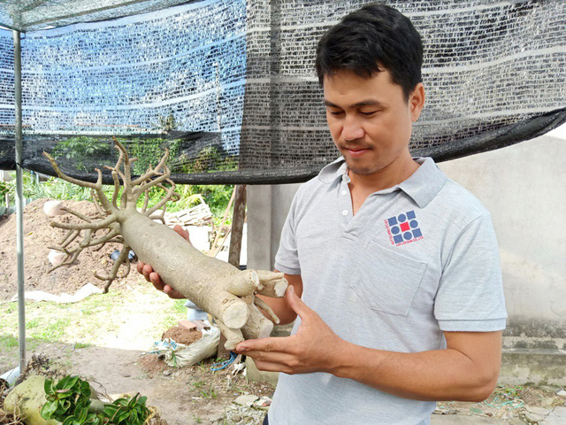 Khi phần rễ phát triển đạt chiều cao như ý và thân to đều, lúc này cắt ngang phần rễ trồng xuống đất để tạo tán và bộ rễ.