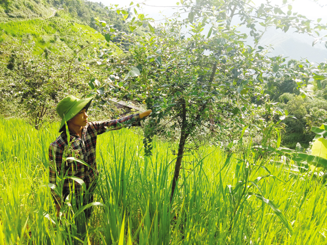 Chuyển đổi cơ cấu cây trồng đang được người dân huyện Mường La tích cực thực hiện.