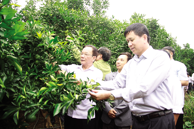 Lãnh đạo tỉnh Sơn La kiểm tra tình hình trồng cây ăn quả trên đất dốc gắn với bảo vệ môi trường sản xuất tại xã Mường Thải, huyện Phù Yên.