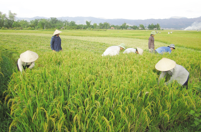 Thực hiện kỹ thuật thâm canh lúa nước giống mới, năng xuất lúa vụ mùa ở Nậm Pồ đã nâng cao hơn so với trước đây, giúp nông dân đảm bảo an ninh lương thực.