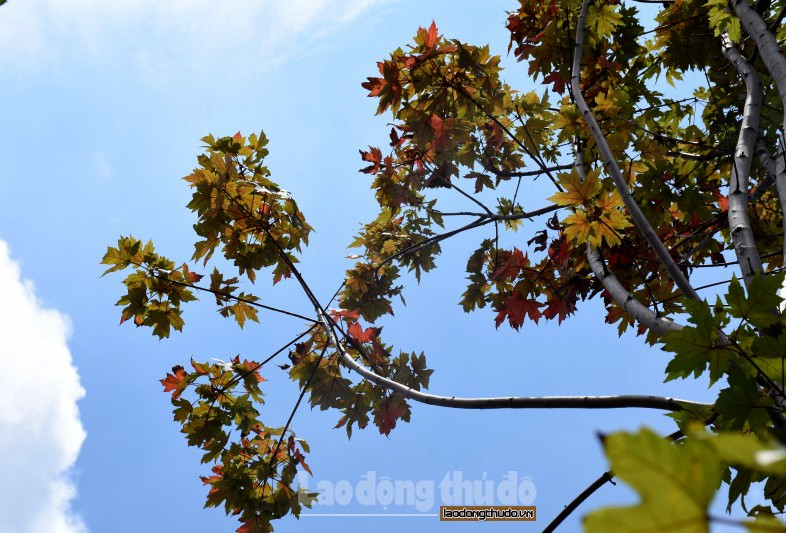 Tuy nhiên, cho đến nay, hàng phong lá đỏ đang sinh trưởng tốt chính là minh chứng cho thấy loại cây này đang thích nghi tốt với khí hậu và thổ nhưỡng của Thủ đô Hà Nội.