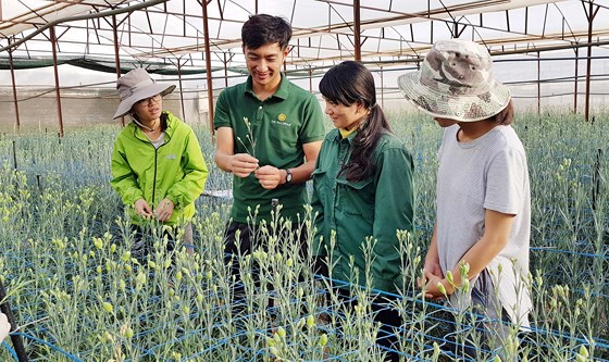 Anh Takahiro Nunome hướng dẫn nông dân cách chăm sóc hoa cẩm chướng.