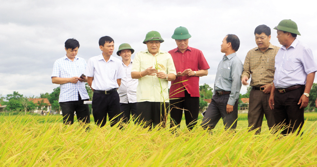 Ông Hà Sỹ Đồng – Phó Chủ tịch UBND tỉnh Quảng Trị (thứ 3 từ trái sang, hàng đầu) kiểm tra và đánh giá cao hiệu quả dồn điền đổi thửa, trồng lúa hữu cơ ở Triệu Phong.
