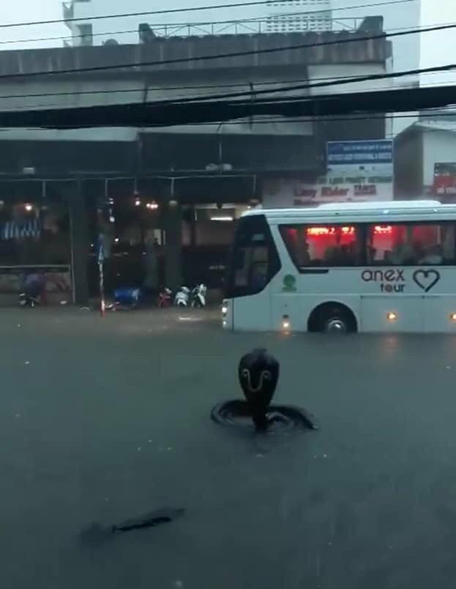 Rắn hổ mang chúa trên đường Nha Trang ngập nước mưa...