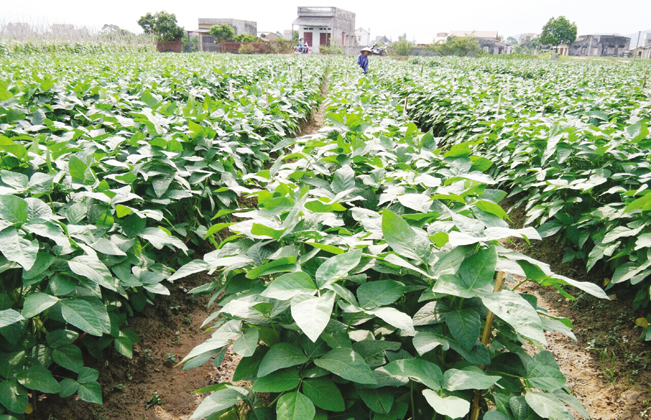 Công ty Toàn Cầu hỗ trợ nông dân huyện Tân Yên sản xuất mô hình trồng đậu tương rau theo hướng hàng hóa.