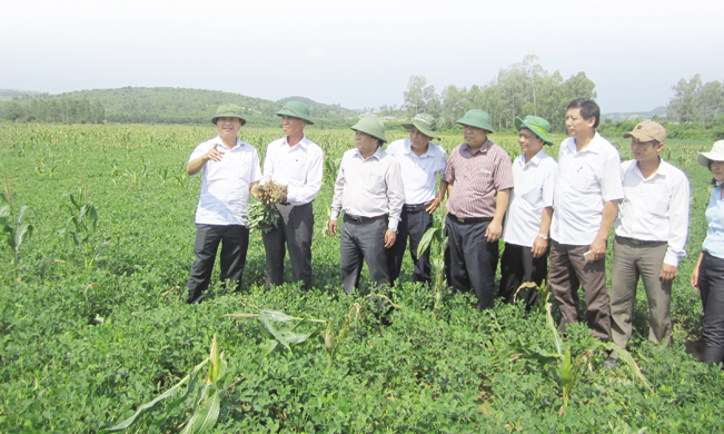 Lãnh đạo các địa phương trên địa bàn tỉnh Quảng Trị thăm, học hỏi mô hình trồng lạc tưới tiết kiệm cho năng suất cao ở huyện Cam Lộ.