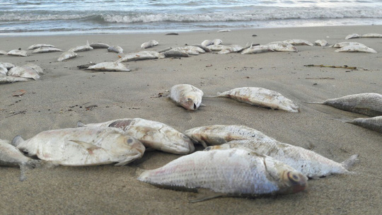 Cá chết bất thường dạt vào bờ biển Đà Nẵng ngày 10.11
