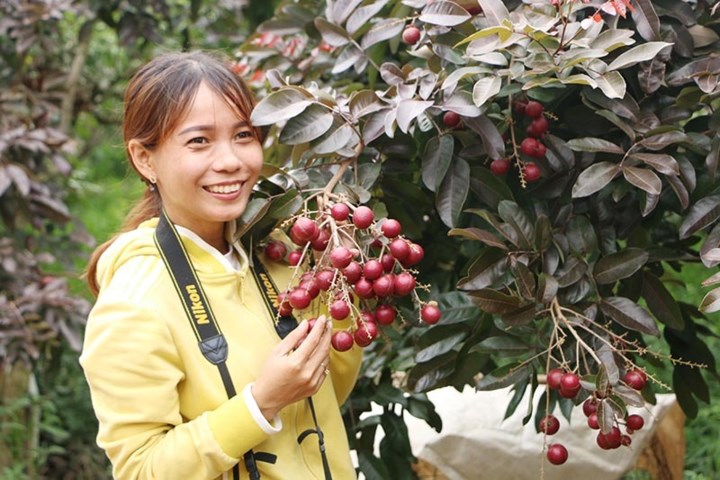 Ông Huy bán 100.000 đồng/kg nhãn tím tại vườn. (Ảnh: Vietnamnet)