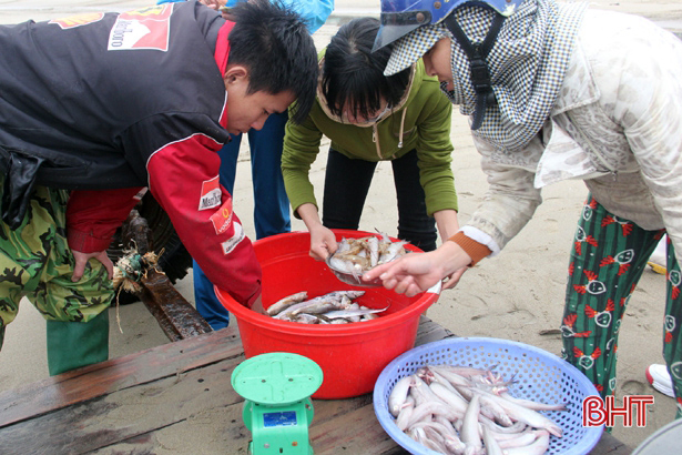 Những mẻ cá cháo đầu mùa về với ngư dân vùng bãi ngang Hà Tĩnh.