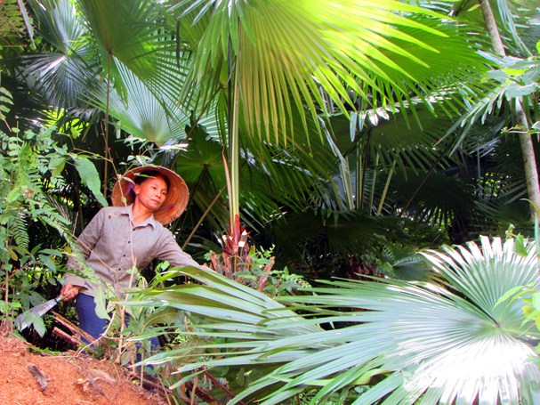 Người dân bản Khe Rạn, xã Bồng Khê (Con Cuông) thu hoạch quả cọ. Ảnh: Bá Hậu