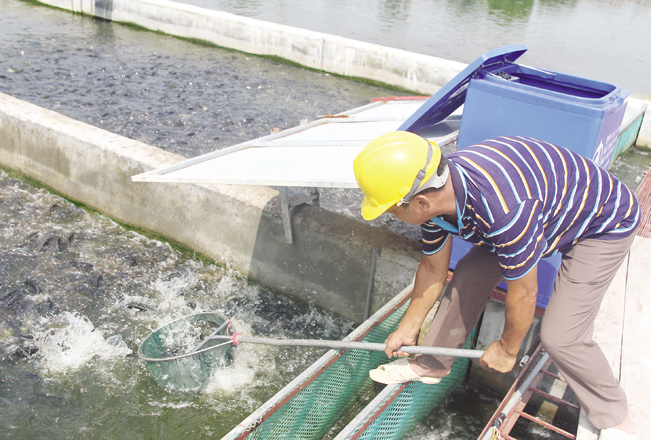 Với hai lứa nuôi mỗi năm, ông Thành “cầm chắc” 80 tấn cá. Trong khi đó, diện tích ao còn lại vẫn thả được các loại cá khác để tận dụng thức ăn thừa, cân bằng sinh thái ao.