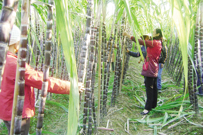 Nông dân Quảng Ninh thi đua sản xuất kinh doanh giỏi. T.L