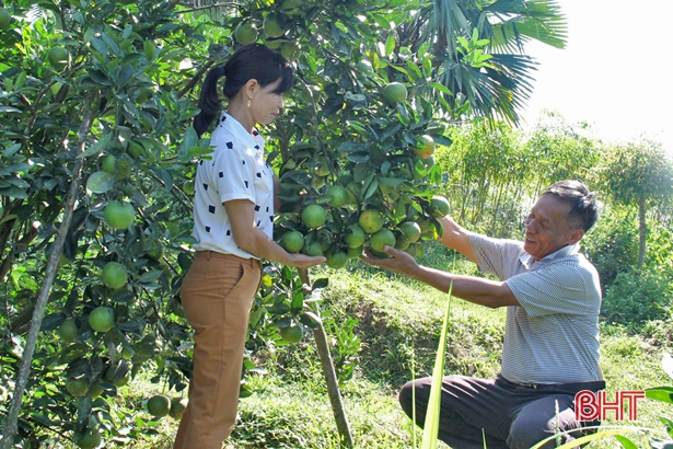Cùng với chăn nuôi, ông Nguyễn Hợi ở xóm 6, xã Sơn Trường (Hương Sơn) còn có 2 ha cam quả sai từ gốc đến ngọn. Ước tính, mỗi năm ông Hợi có thu nhập khoảng 700 triệu đồng từ vườn đồi.