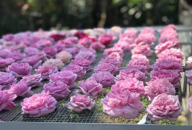 Mất đúng một năm trời thử nghiệm các phương pháp chị Tuyết mới tìm ra nhiệt độ sấy trà hoa hồng chuẩn nhất