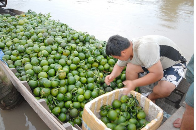 Giá cam sành ở Đồng bằng sông Cửu Long đang có xu hướng giảm. (Ảnh: I.T)