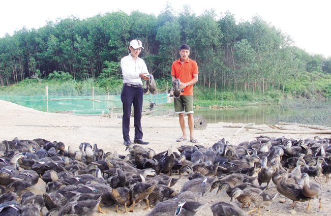 Mô hình chăn nuôi tổng hợp cá – gà – lợn rừng – vịt trời tại xã Triệu Ái (Triệu Phong) cho thu nhập cao.